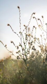 Sun-Kissed Wildflower Meadow Vertical Phone Wallpaper