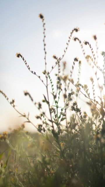 Sun-Kissed Wildflower Meadow Vertical Phone Wallpaper