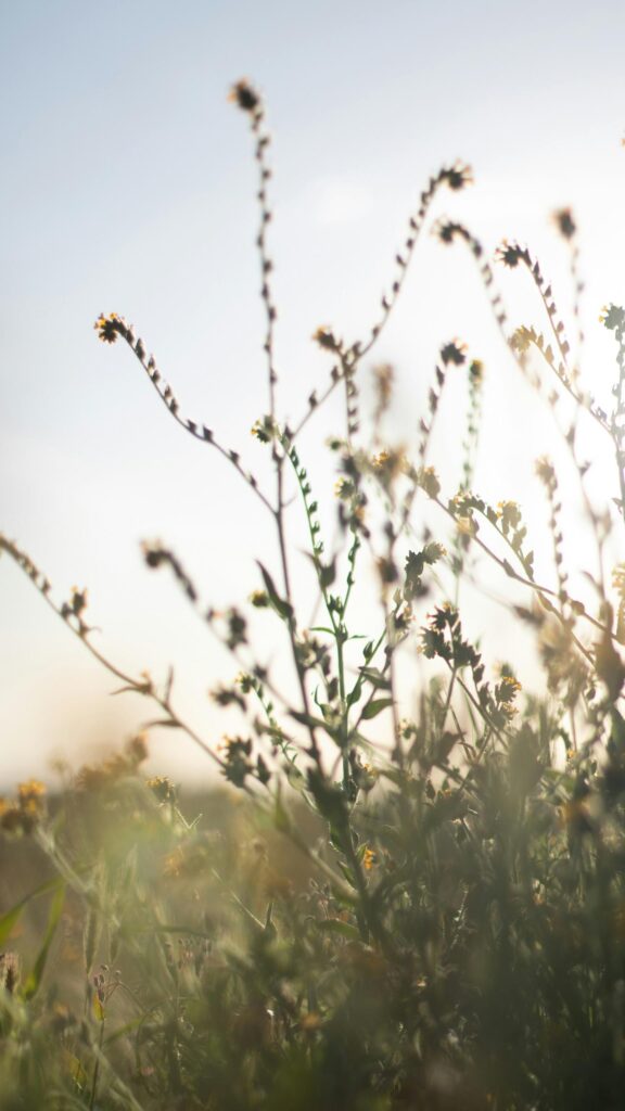 Sun-Kissed Wildflower Meadow Vertical Phone Wallpaper