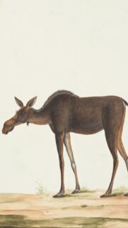 Vintage Moose Illustration Minimalist Wildlife Art Mobile Wallpaper