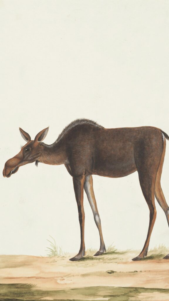 Vintage Moose Illustration Minimalist Wildlife Art Mobile Wallpaper