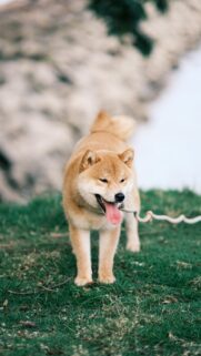 Adorable Shiba Inu Dog Portrait Outdoors High Quality Mobile Wallpaper