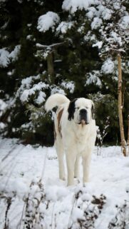 Majestic Saint Bernard Dog Standing in Snowy Winter Forest Wallpaper