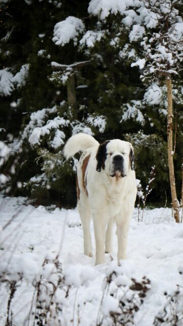 Majestic Saint Bernard Dog Standing in Snowy Winter Forest Wallpaper