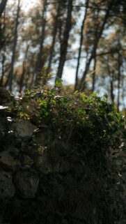 Enchanting Sunlit Ivy on Ancient Stone Wall Mobile Wallpaper