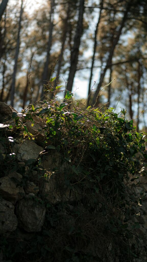 Enchanting Sunlit Ivy on Ancient Stone Wall Mobile Wallpaper