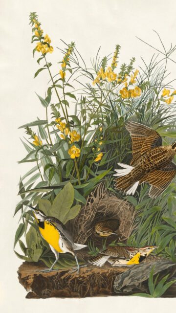 Vintage Botanical Meadow Meadowlark Birds Illustration Wallpaper