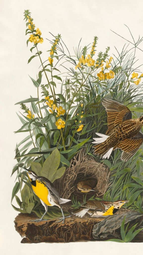 Vintage Botanical Meadow Meadowlark Birds Illustration Wallpaper