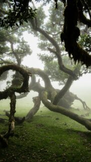 Mystical Foggy Ancient Forest Tree Mossy Landscape Phone Wallpaper