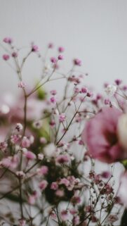 Soft Pastel Pink Baby’s Breath Floral Macro Phone Wallpaper