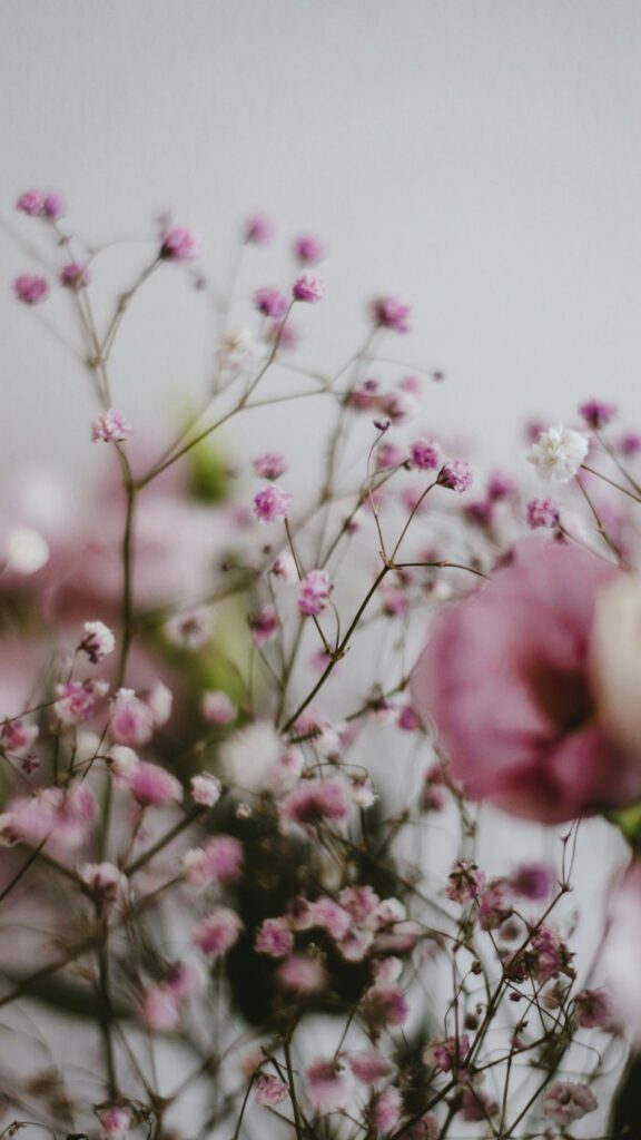 Soft Pastel Pink Baby's Breath Floral Macro Phone Wallpaper