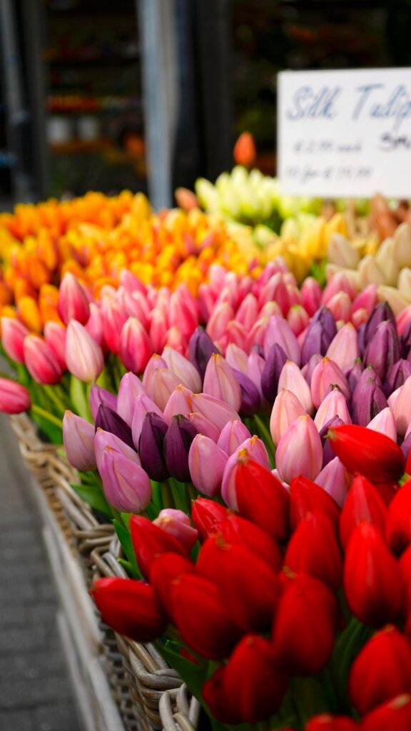 Vibrant Colorful Tulip Flower Field Macro Phone Wallpaper