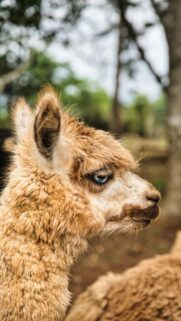 Stunning Alpaca with Piercing Blue Eyes Portrait Phone Wallpaper