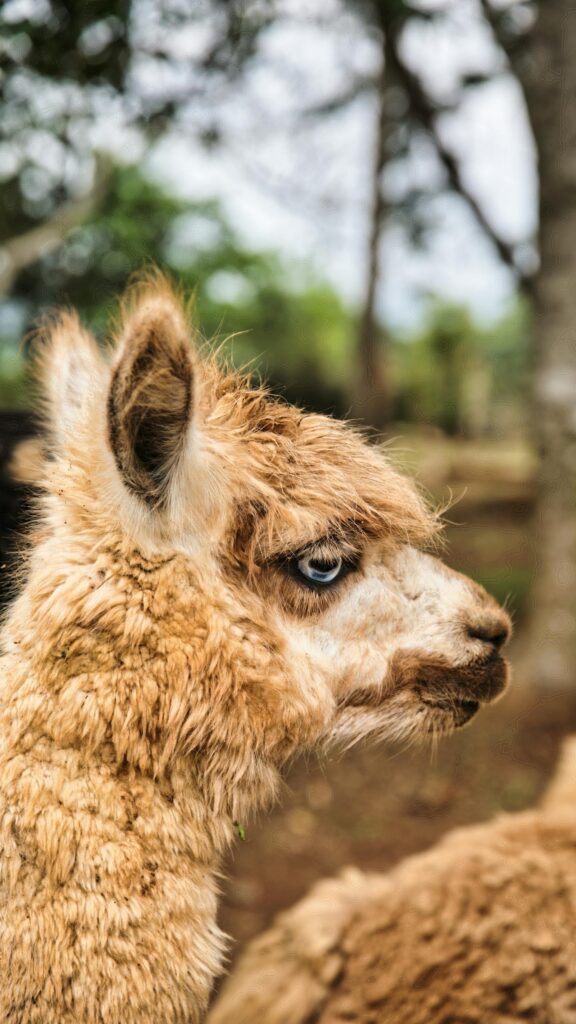 Stunning Alpaca with Piercing Blue Eyes Portrait Phone Wallpaper