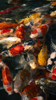Pisces Zodiac Sign Aesthetic Flowing Koi Fish Spiritual Wallpaper