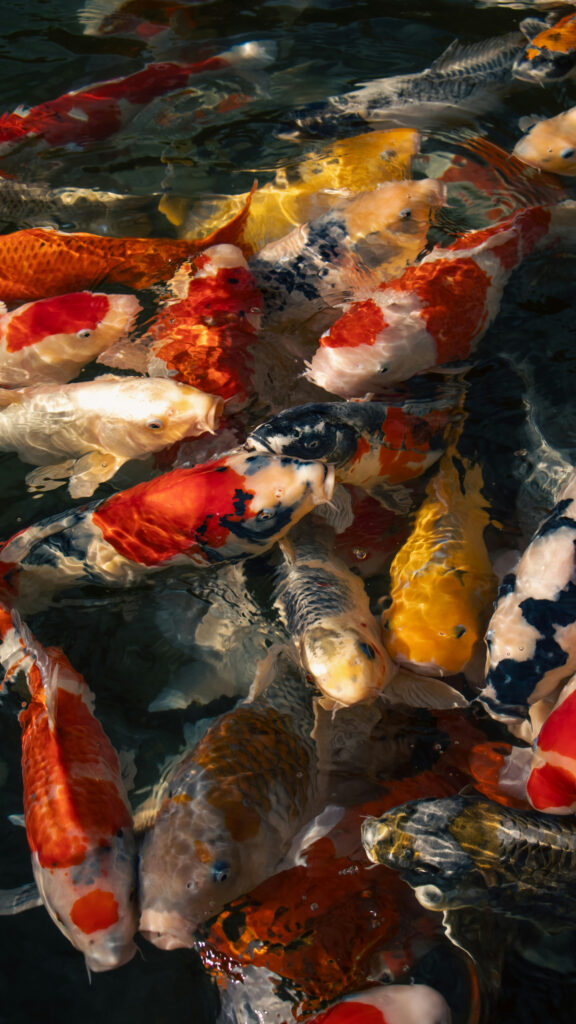 Pisces Zodiac Sign Aesthetic Flowing Koi Fish Spiritual Wallpaper