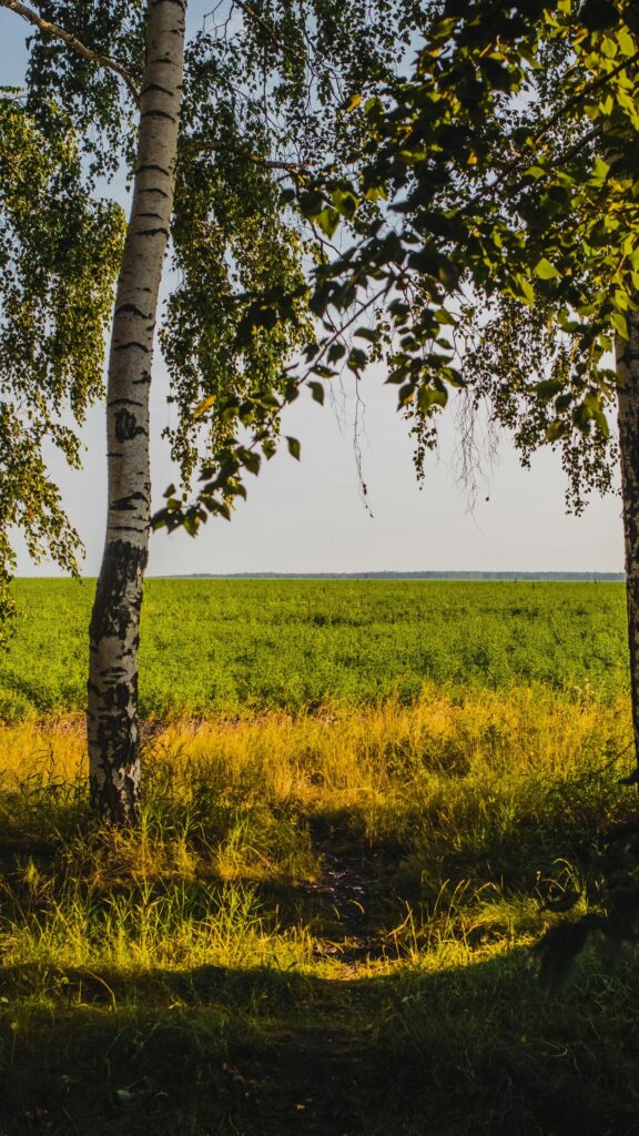 Stunning Birch Tree Forest Edge Overlooking Green Fields Wallpaper