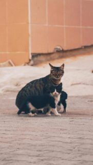 Stray Mother Cat and Her Adorable Kitten Phone Wallpaper