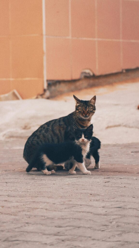 Stray Mother Cat and Her Adorable Kitten Phone Wallpaper