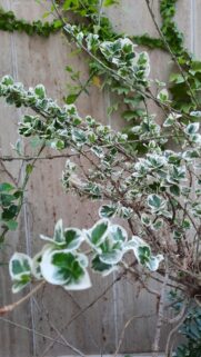 Elegant Variegated Euonymus Leaves Nature Mobile Phone Wallpaper