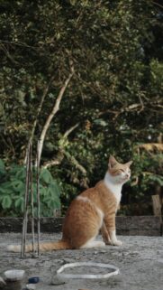 Stunning Ginger Cat Sitting Calmly Outdoors Mobile Wallpaper