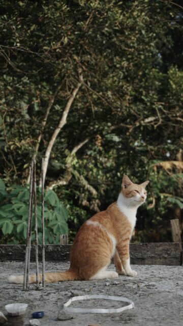 Stunning Ginger Cat Sitting Calmly Outdoors Mobile Wallpaper
