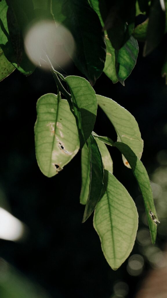 Sunlit Citrus Leaves Macro Aesthetic Phone Wallpaper