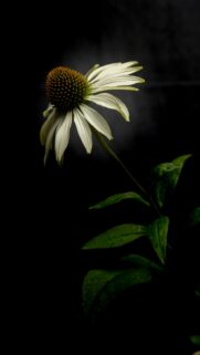 Elegant White Coneflower Floral Aesthetic Mobile Wallpaper
