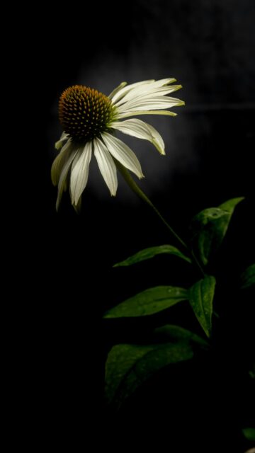 Elegant White Coneflower Floral Aesthetic Mobile Wallpaper