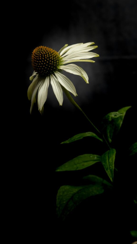 Elegant White Coneflower Floral Aesthetic Mobile Wallpaper