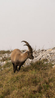 Capricorn Earth Sign Spiritual Ambition Mountain Goat HD Wallpaper