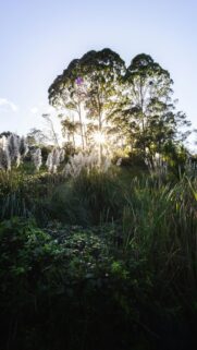 Sunlight Piercing Through Lush Forest Foliage and Pampas Grass Wallpaper