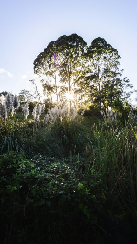 Sunlight Piercing Through Lush Forest Foliage and Pampas Grass Wallpaper