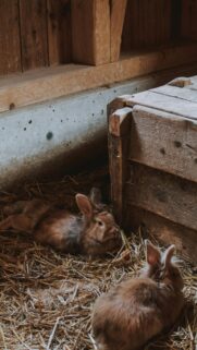 Cozy Brown Bunnies Resting on Hay Mobile Wallpaper