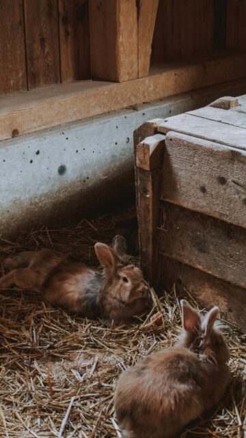 Cozy Brown Bunnies Resting on Hay Mobile Wallpaper