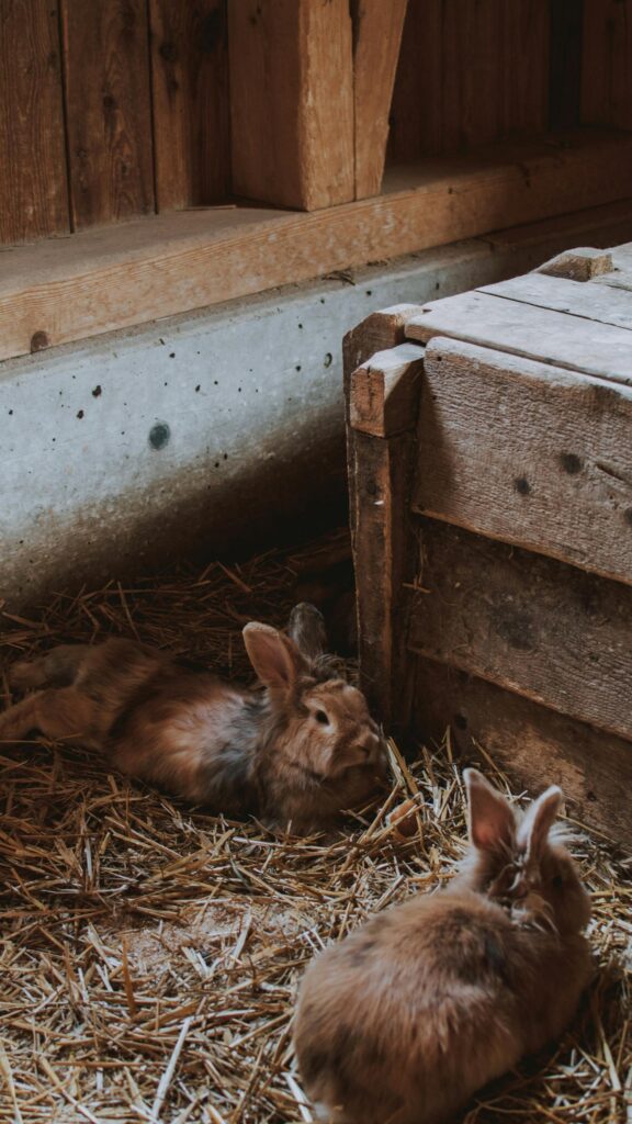 Cozy Brown Bunnies Resting on Hay Mobile Wallpaper