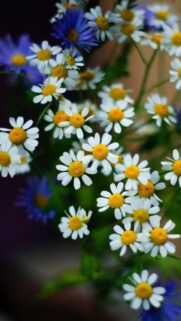 Beautiful Chamomile and Blue Aster Wildflower Bouquet Mobile Wallpaper
