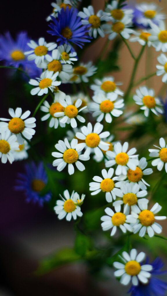 Beautiful Chamomile and Blue Aster Wildflower Bouquet Mobile Wallpaper