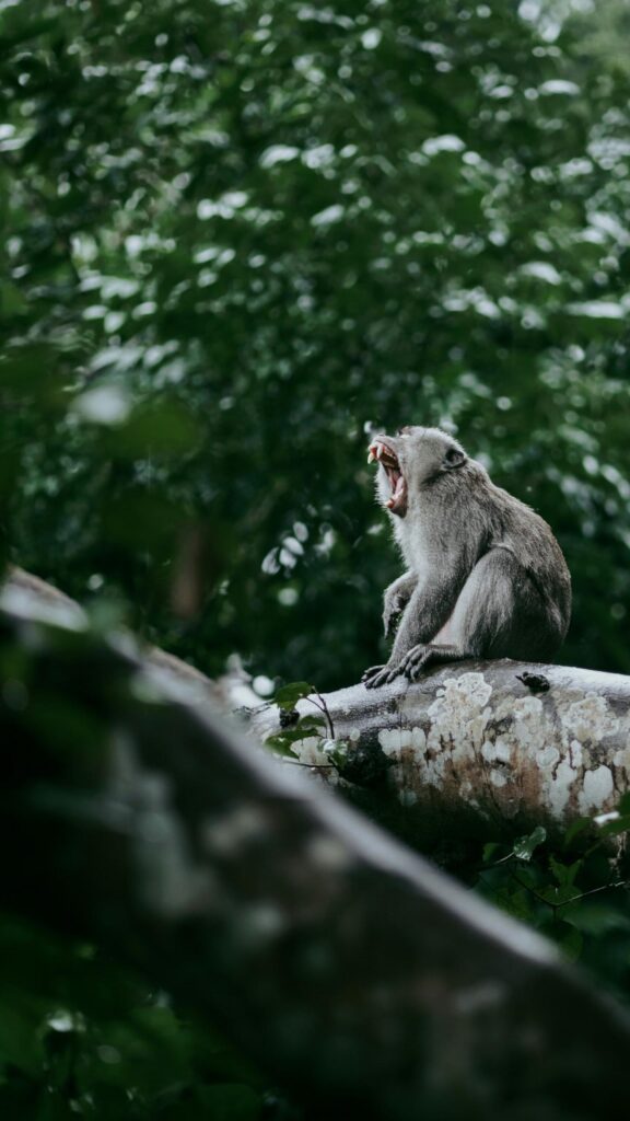 Dramatic Macaque Monkey Yawning on a Tree Branch Mobile Wallpaper