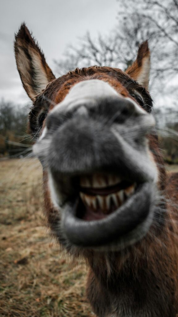 Funny Donkey Close-up Grinning Face Phone Background Wallpaper