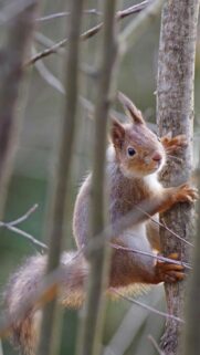 Cute Red Squirrel Peeking from Tree Branches Mobile Wallpaper