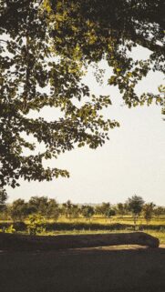 Sunlit Rural Field with Overhanging Tree Branch Mobile Wallpaper