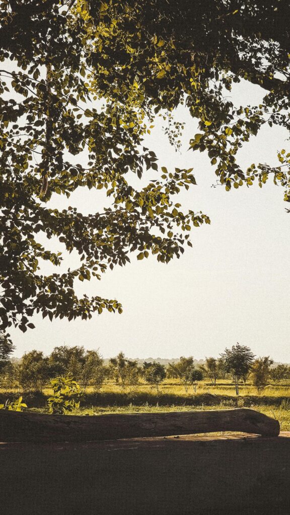 Sunlit Rural Field with Overhanging Tree Branch Mobile Wallpaper