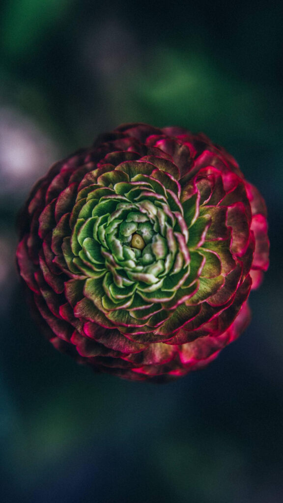 Stunning Macro Ranunculus Flower Wallpaper with Vibrant Red and Green Petals