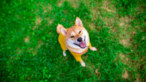 Akita, Inu, Dog Wallpapers Free Download