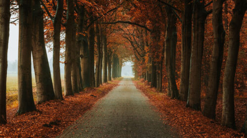 Alley, Path, Trees Wallpapers Free Download