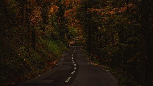Alley Path Trees Wallpapers Free Download