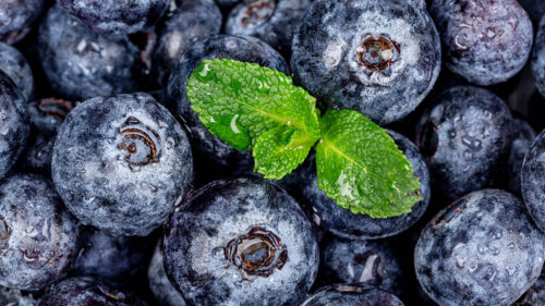 Blueberries, Berries, Mint Wallpapers Free Download
