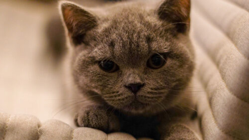 British, Shorthair, Cat, Kitten Wallpapers Free Download