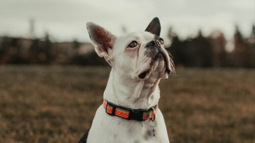 Bulldog, Dog, Pet Wallpapers Free Download (2)
